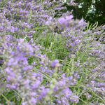 la lavanda