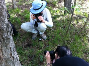 Orchid Hunt